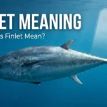 finlet meaning